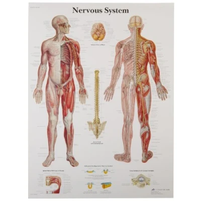 Imagen de 3B Scientific Papel satinado sistema nervioso Gráfico Anatómico