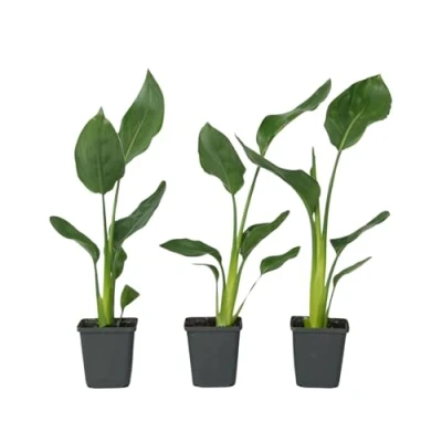 Imagen de Plant in a Box Strelitzia Reginae Set de 3 Ave del Paraíso Maceta 10,5cm Altura 25 40cm