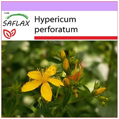 Imagen de SAFLAX Hierba de San Juan 300 semillas Hypericum perforatum