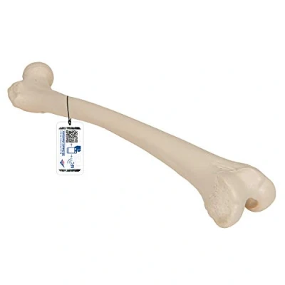 Imagen de 3B Scientific A35/1 Modelo Anatómico Humano de Fémur + App anatomía gratuita Smart Anatomy