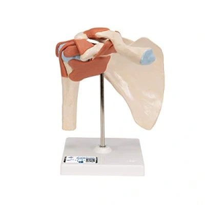 Imagen de 3B Scientific A80/1 Modelo Anatómico Humano Funcional de la Articulación del Hombro, Lujo + App anatomía gratuita Smart Anatomy