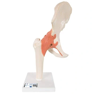 Imagen de 3B Scientific A81/1 Modelo de anatomía humana Funcional la Articulación Cadera Lujo + App gratuita Smart Anatomy