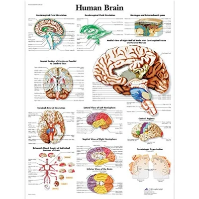 Imagen de 3B Scientific Human Brain Chart Versión de papel
