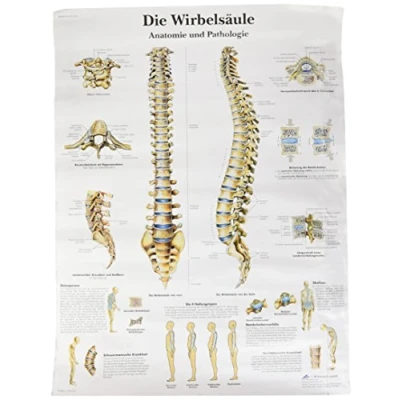 Imagen de 3B Scientific VR0152UU Póster explicativo sobre la columna vertebral humana (en alemán Die menschliche Wirbelsäule Anatomie und Pathologie)