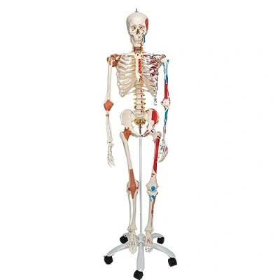 Imagen de 3B Scientific A13 Modelo Anatómico Humano de Esqueleto Sam con Músculos y Ligamentos, Versión Lujo, Montado Sobre Soporte Metálico 5 Ruedas + App anatomía gratuita Smart Anatomy