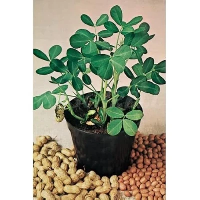 Imagen de Mascarell Semillas, CACAHUETE, Semillas Huerto, Crea tu Propio Huerto Urbano y Cultivo en Casa, Plantas Hortícolas, 10 Gramos