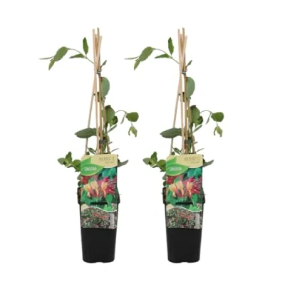 Imagen de Bloomique Juego de 2 Lonicera Heckrottii Goldflame Madreselva Rojo, Amarillo Plantas trepadoras jardín Resistente al invierno Maceta 15 cm 70 80 alto