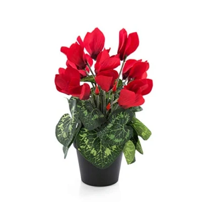 Imagen de artplants.de Cyclamen en Maceta, 12 Flores, Rojo, 25cm Planta Original Macetero Decorativo