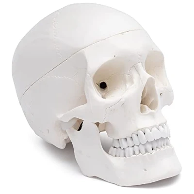 Imagen de Cranstein A 210 cráneo anatómico Estudios y formación médica modelo de anatomía del calavera