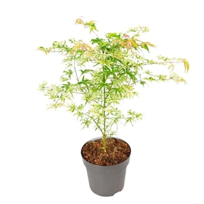 Imagen de Plant in a Box Acer palmatum &#039;Ukigumo&#039; Arce japonés resistente al invierno Hojas verdes Maceta 19cm Altura 50 60cm