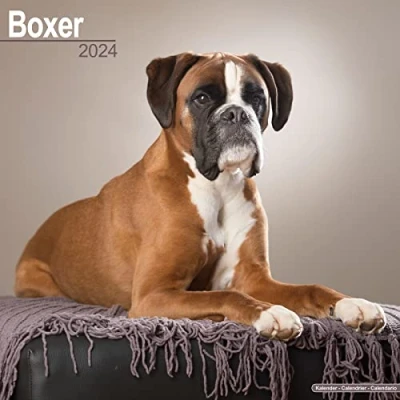 Imagen de Boxer (Euro) Calendar 2024 Square Dog Breed Wall 16 Month