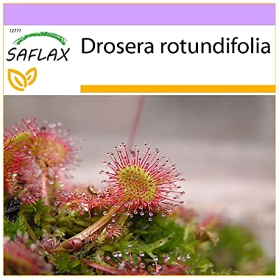 Imagen de SAFLAX Rocío de Sol hojas redondeadas 50 semillas Drosera rotundifolia