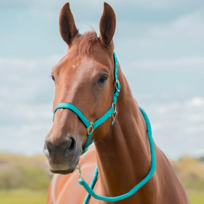 Imagen de horka JUEGO DE MONEDERO DIEZ CIENTOS HALSTER Pony Aqua