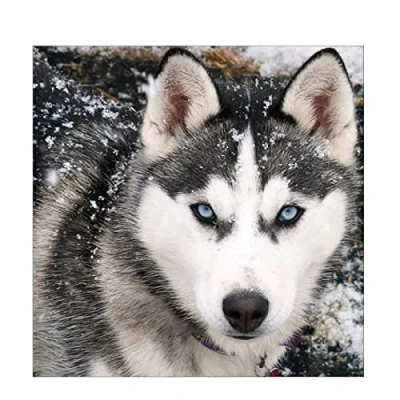 Imagen de MXJSUA DIY 5D Diamond Kit de Pintura, Diamante Completo Perro Husky Bordado Rhinestone Punto Cruz Artesanía Suministros para el Hogar Decoración Pared 30x30 cm