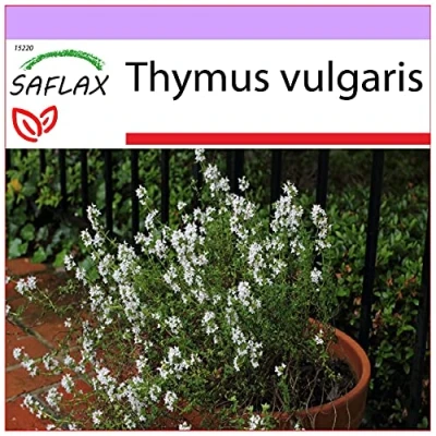 Imagen de SAFLAX Tomillo 200 semillas Thymus vulgaris