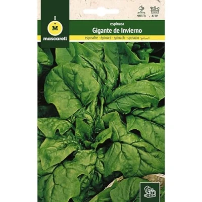 Imagen de Mascarell Semillas, ESPINACA, Semillas Huerto, ESPINACA GIGANTE DE INVIERNO, Crea tu Propio Huerto Urbano y Cultivo en Casa, Plantas Hortícolas, 12 Gramos