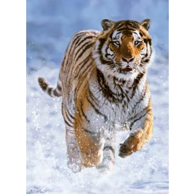 Imagen de Ravensburger Puzzle: Tigre en la Nieve, Puzzles para Adultos y Niños, Rompecabezas Adultos, Puzzle 500 piezas, Usa Pegamento enmarcar, Piezas Pasatiempos
