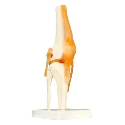 Imagen de QWORK® Modelo anatómico de articulación rodilla, esqueleto humano tamaño real (30,5 cm altura)