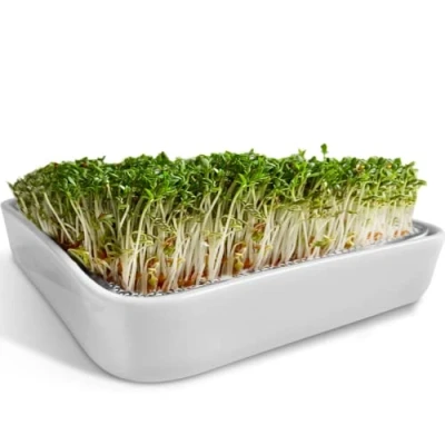 Imagen de ZELLGUT® colador para cultivos de berro, Cuenco germinación 12 cm cerámica + acero inoxidable Germinador el cultivo microgreens, semillas germinadas