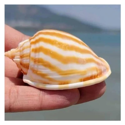 Imagen de Conchas de mar Grandes Naturales, Caracol sandía 5 a 7 cm for Bricolaje, decoración Bodas, Fiestas temáticas Playa