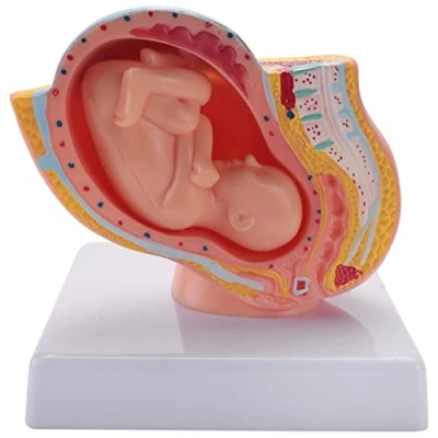 Imagen de Beausoleil Embarazo Humano Desarrollo Fetal 9º Mes Modelo PéLvico Embrionario Feto AnatomíA de Placenta