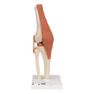 Imagen de 3B Scientific A82/1 Modelo Anatómico Humano Funcional de Lujo la Articulación Rodilla + App anatomía gratuita Smart Anatomy