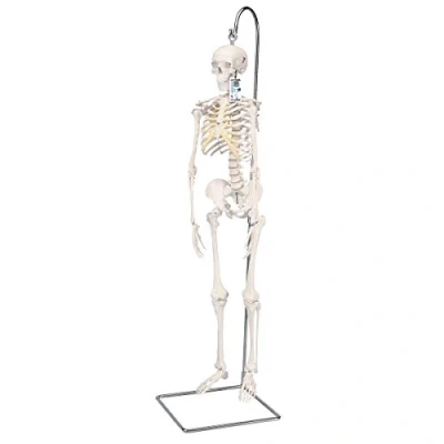 Imagen de 3B Scientific A18/1 Modelo de anatomía humana Mini esqueleto “Shorty“, Sobre Soporte Colgante + App gratuita Smart Anatomy