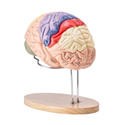 Imagen de VEVOR Modelo de Cerebro Humano en 4 Partes Desmontables Anatómico 2X Ampliado PVC con Soporte Exhibición para Enseñanza Formación Presentación Neurociencia Escuelas Hospitales