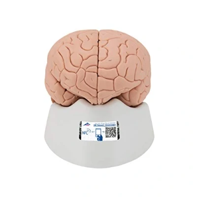 Imagen de 3B Scientific C15 Modelo Anatómico Humano de Cerebro Encéfalo Introductorio, Desmontable en 2 Piezas + App anatomía gratuita Smart Anatomy