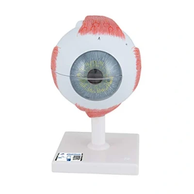 Imagen de 3B Scientific F10 Modelo Anatómico Humano de Ojo, 5 Veces Su Tamaño Natural, 6 Piezas + App anatomía gratuita Smart Anatomy
