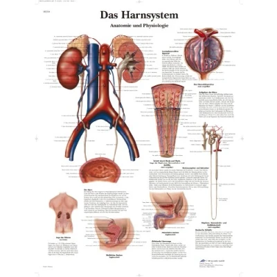 Imagen de 3B Scientific VR0514UU Póster anatómico Las vías urinarias, Anatomía y fisiologia (en alemán Das Harnsystem Anatomie und Physiologie)