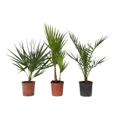 Imagen de Plant in a Box Phoenix, Chamaerops, Washingtonia Mezcla de 3 palmeras Maceta 15cm Altura 50 70cm