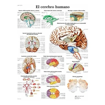 Imagen de 3B Scientific 1001913 VR3615L Póster Anatómico, el Cerebro Humano