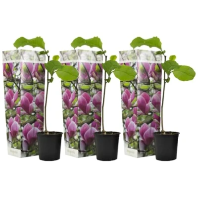 Imagen de Plant in a Box Magnolia Susan Set de 3 Arbusto ancho/árbol pequeño resistente al invierno Flores Púrpura Maceta 9cm Altura 25 40cm