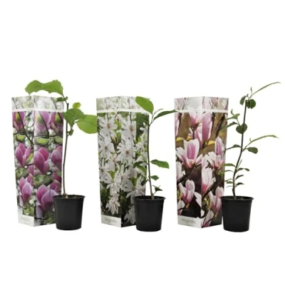 Imagen de Plant in a Box Mix of 3 Magnolia Susan, Soulangeana, Stellata Maceta 9cm Altura 25 40cm