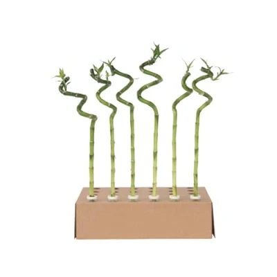 Imagen de Plant in a Box Dracaena sanderiana Set de 6 Lucky Bamboo Planta bambú la suerte real Altura 40 50cm