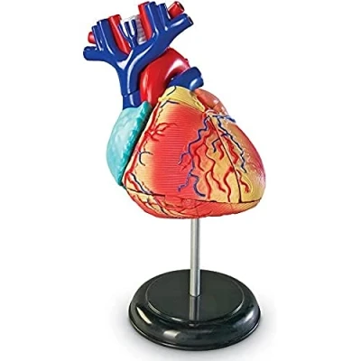 Imagen de Learning Resources Modelo anatómico del corazón