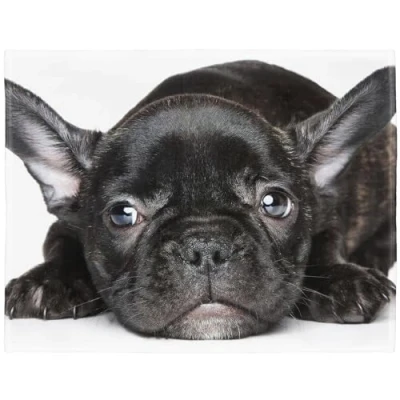 Imagen de YISUMEI manta de forro polar suave Bulldog francés negro, 125 x 150 cm, apta para sofá o cama
