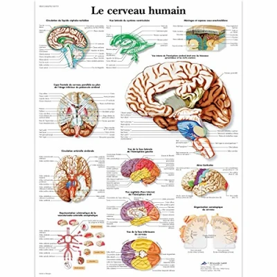 Imagen de 3B Scientific Tabla anatómica