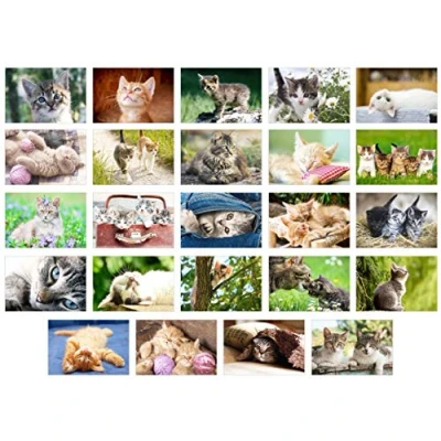 Imagen de Edition Seidel Juego de 24 tarjetas postales con gatos, gatitos y animales (20371)