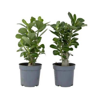 Imagen de Plant in a Box Adenium Obesum Set de 2 Rosas del desierto Maceta 10,5cm Altura 25 40cm