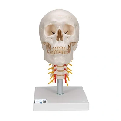 Imagen de 3B Scientific A20/1 Modelo Anatómico Humano Cráneo Clásico Sobre Columna Cervical, 4 Partes + App de anatomía gratuita Smart Anatomy