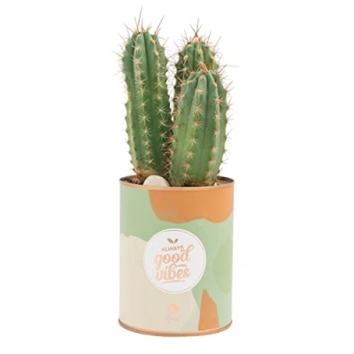 Imagen de Pot of Tin with cactus Always good vibes