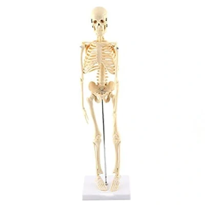 Imagen de GAESHOW Modelo de Esqueleto Humano, anatómico, Herramienta Enseñanza Anatómica con Base PVC, Tapa Cráneo Extraíble y Mandíbula Articulada, Nervios, Médicos, Estudio Estudiantes