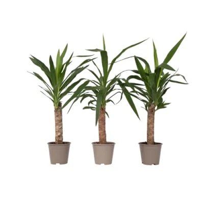 Imagen de Plant in a Box Yucca Elephantipes Set de 3 Planta interior Maceta 21cm Altura 80 100cm