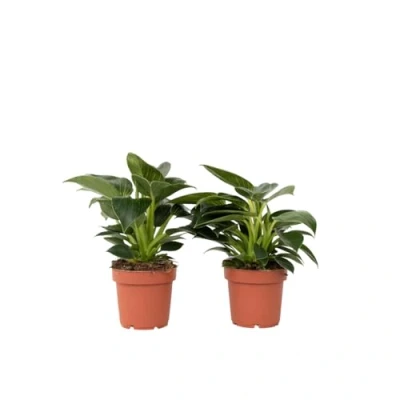 Imagen de Plant in a Box Philodendron &#039;White Wave&#039; Set de 2 Maceta 12cm Altura 25 40cm