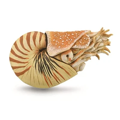 Imagen de Collecta Nautilus POMPILIUS XL 88907
