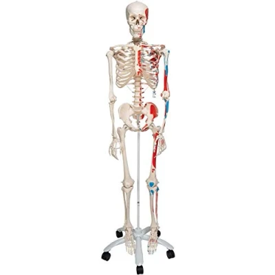 Imagen de 3B Scientific A11 Modelo Anatómico Humano Esqueleto Max con Músculos Numerados de Tamaño Natural Sobre Pie Metálico 5 ruedas + Software Anatomía Smart Anatomy