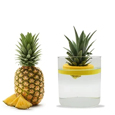 Imagen de R&amp;R SHOP Ananas Germinator Maceta Flotante para germinación de piña, Kit Crecimiento Plantas, plástico maíz 100% (Amarillo)