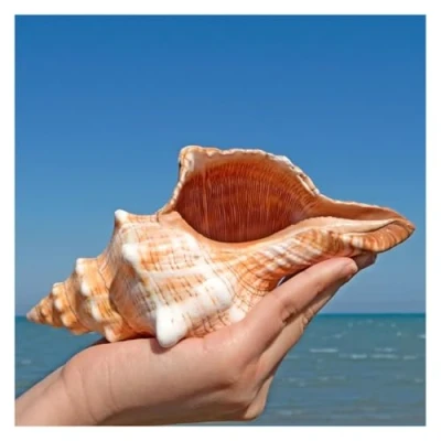 Imagen de conchas de mar grandes naturales, Caracolas gigantes 16 a 18 cm, ideales for bodas, fiestas temáticas y peceras
